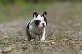 BOULEDOGUE FRANCAIS 405